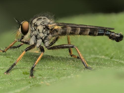 Réf. 359 335 : Neoitamus cyanurus